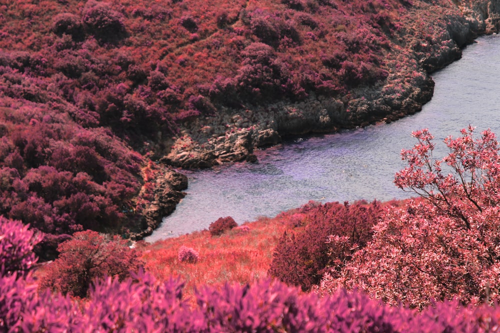 river between pink plant field during daytime