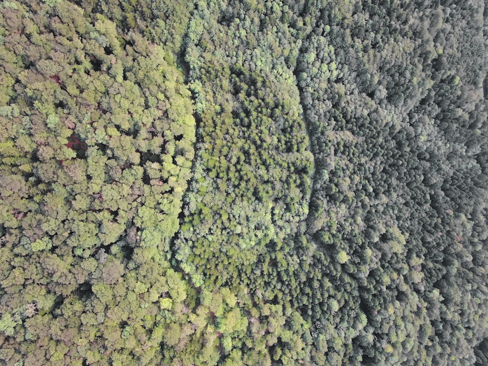 green and brown leaf trees