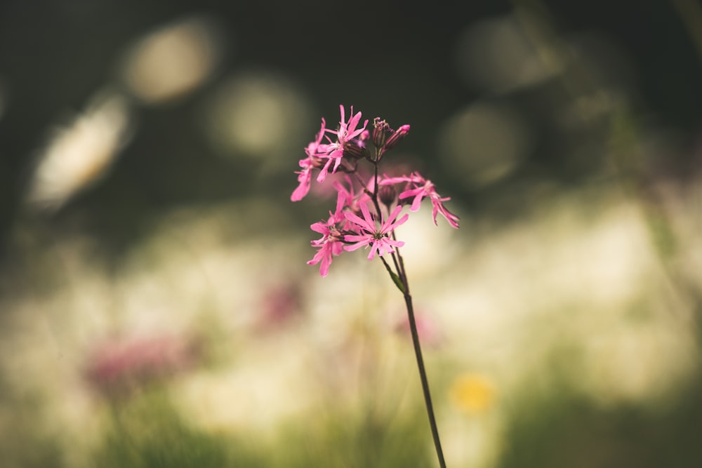 selective focus photography of pink petaled flower