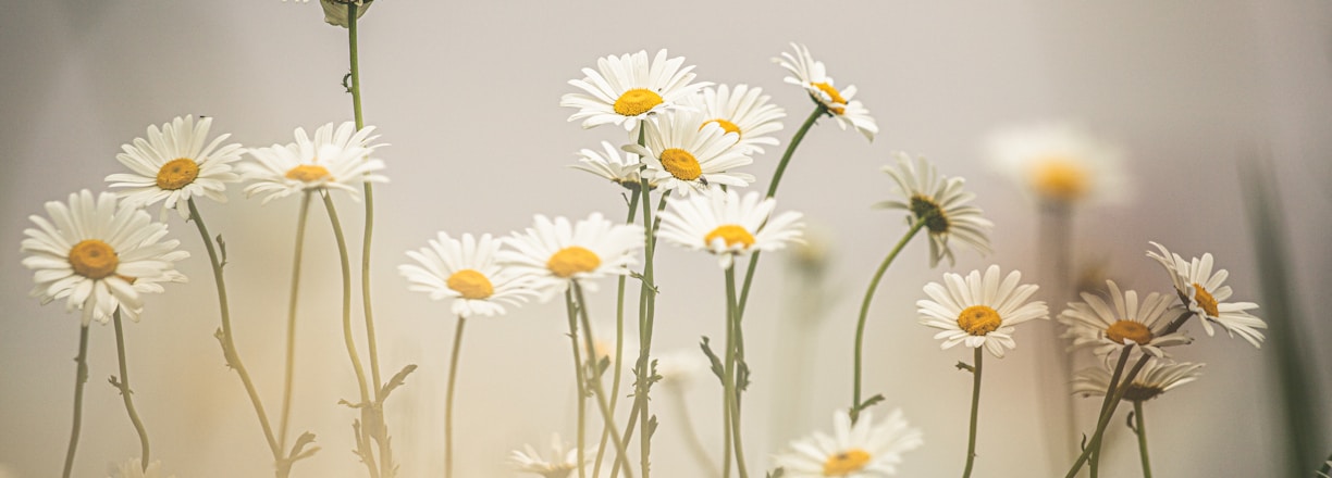 macro photography of white and yellow daisy flowers