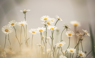 macro photography of white and yellow daisy flowers