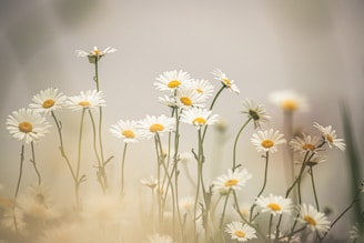 macro photography of white and yellow daisy flowers