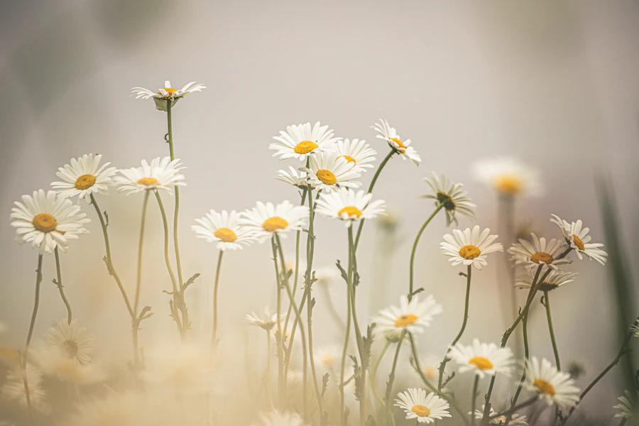 Chamomile flowers in soft light