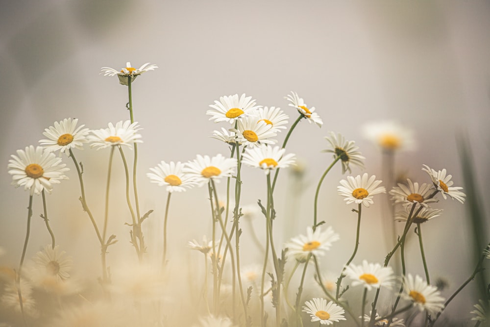 Makrofotografie von weißen und gelben Gänseblümchenblüten