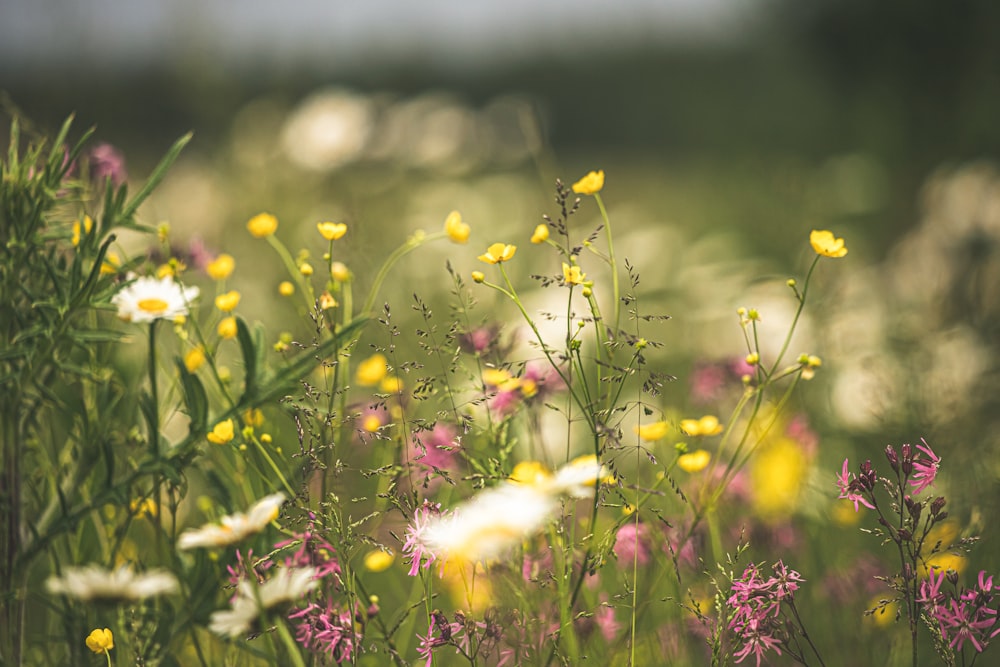 weiß-gelb-blättriges Blumenfeld tagsüber