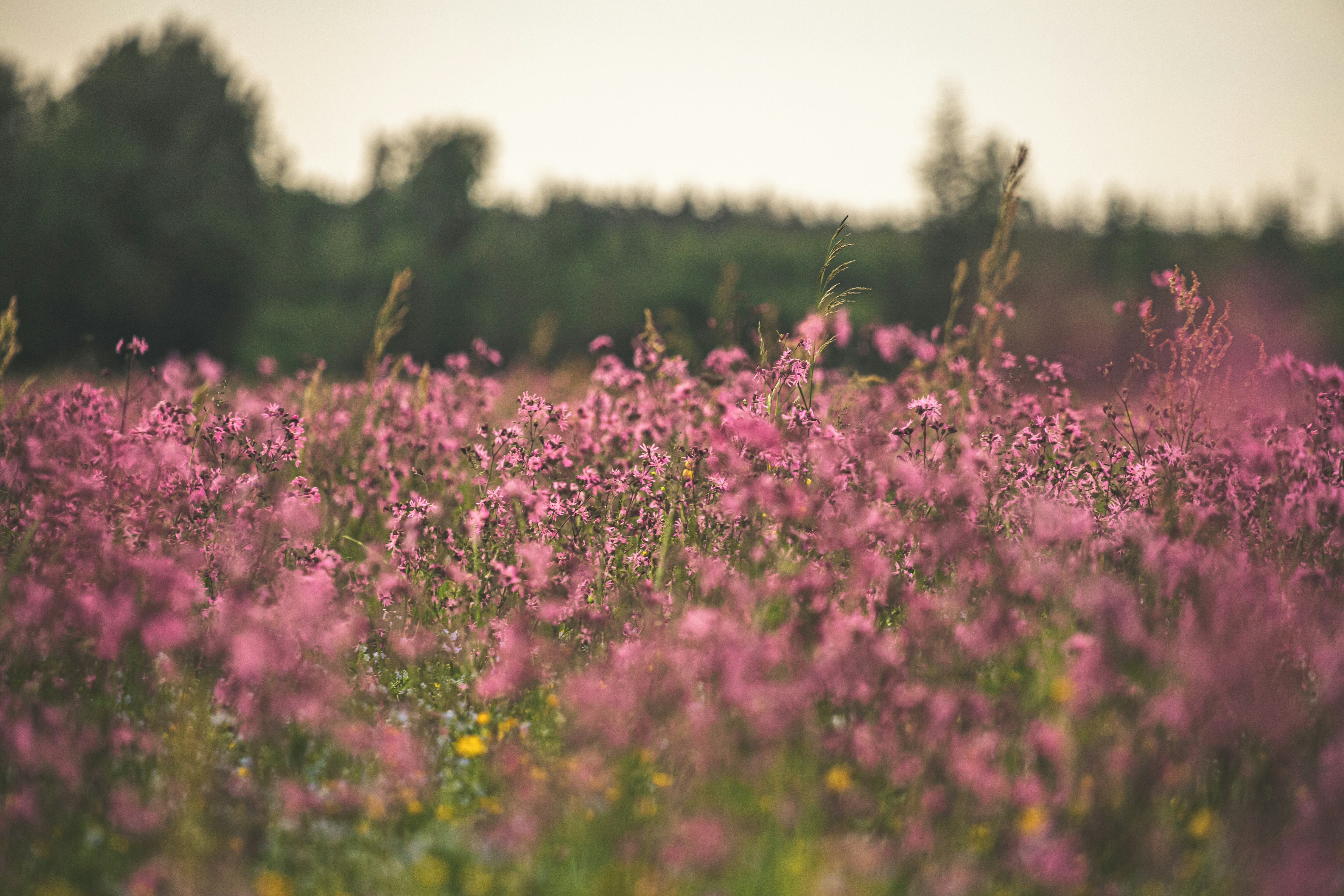 昼間のピンクの花びらの花畑の写真 Unsplashで見つける分野の無料写真