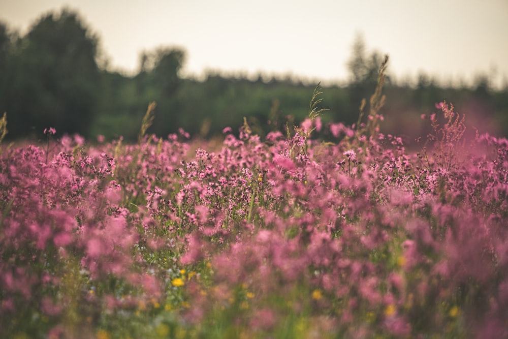 pink petaled flower field during daytime