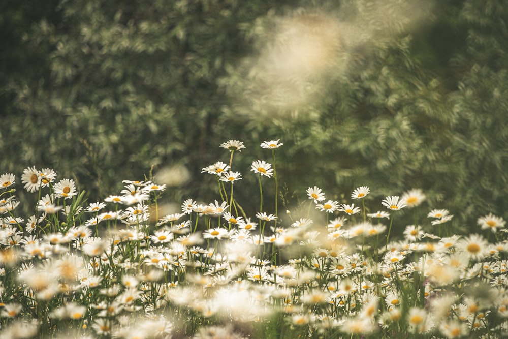 Champ de fleurs de marguerite commune blanche