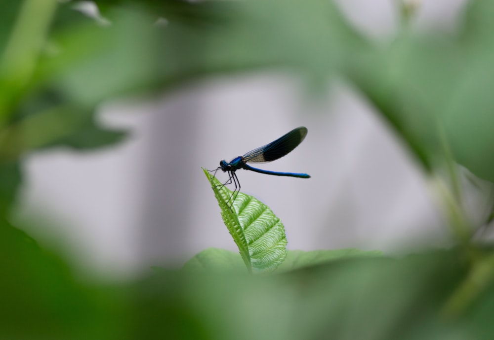 black dragonfly perched on leaf