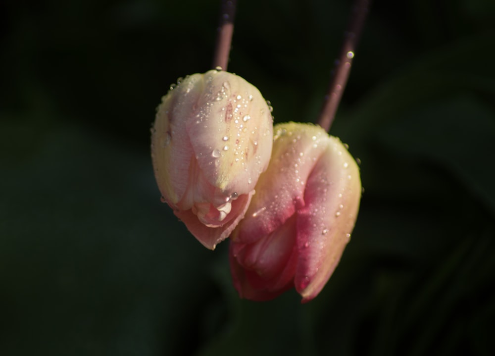 close up photography of pink petaled flowe