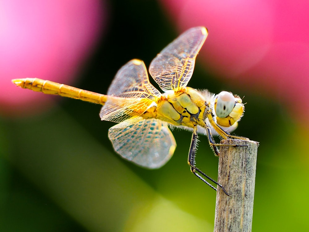 yellow dragonfly on branch