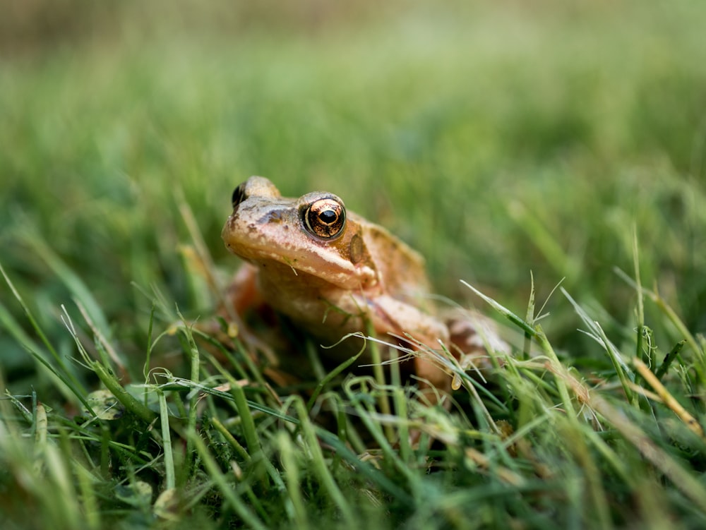 frog on grass