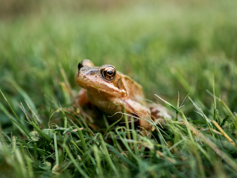 Frosch auf Gras