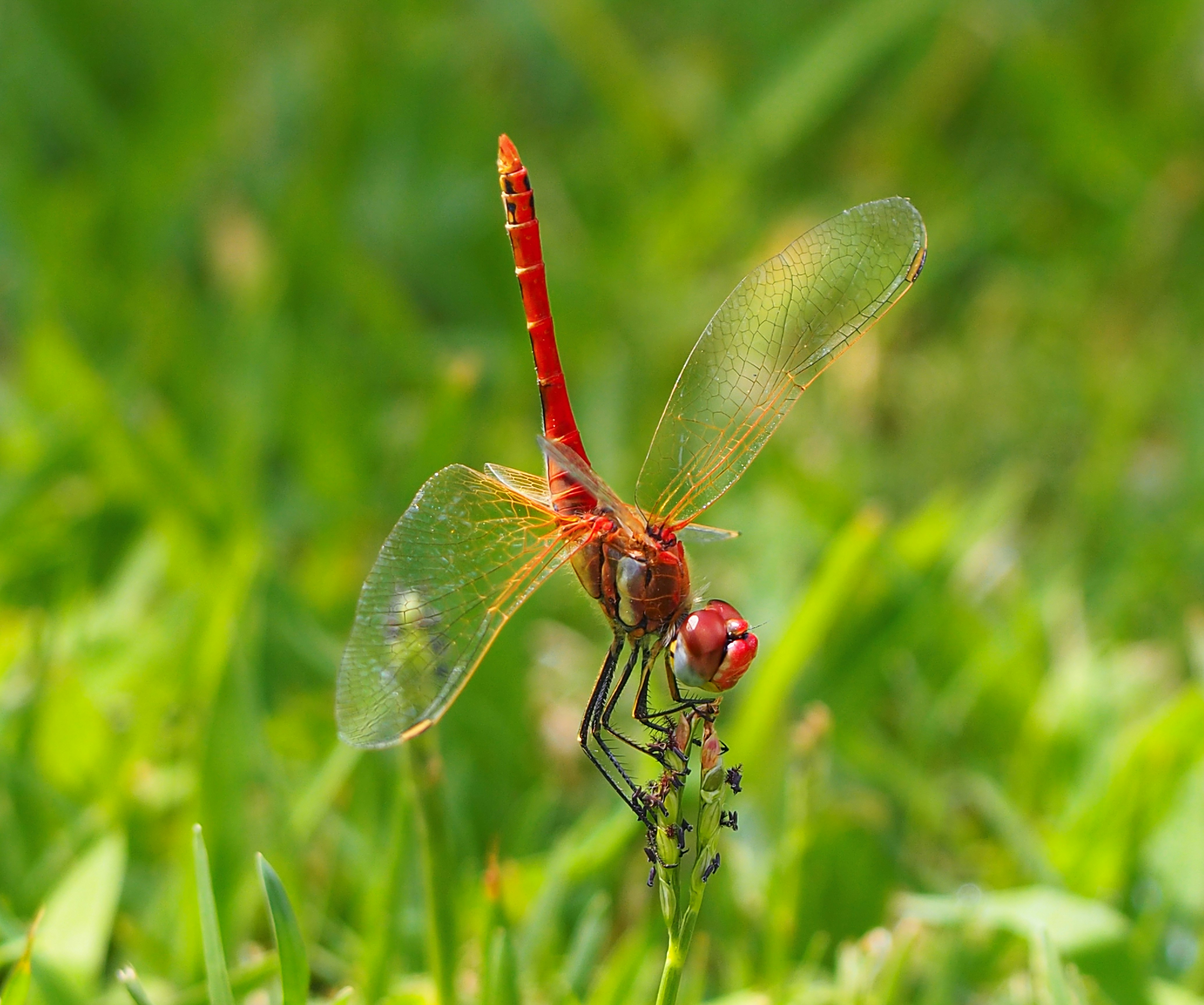 赤とんぼのピント撮影の写真 Unsplashの無料虫写真