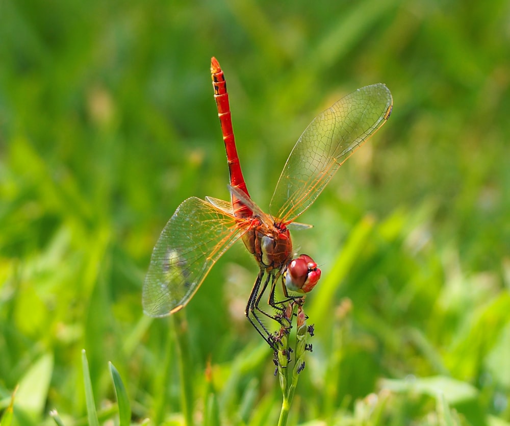 focus photography of red dragonfly