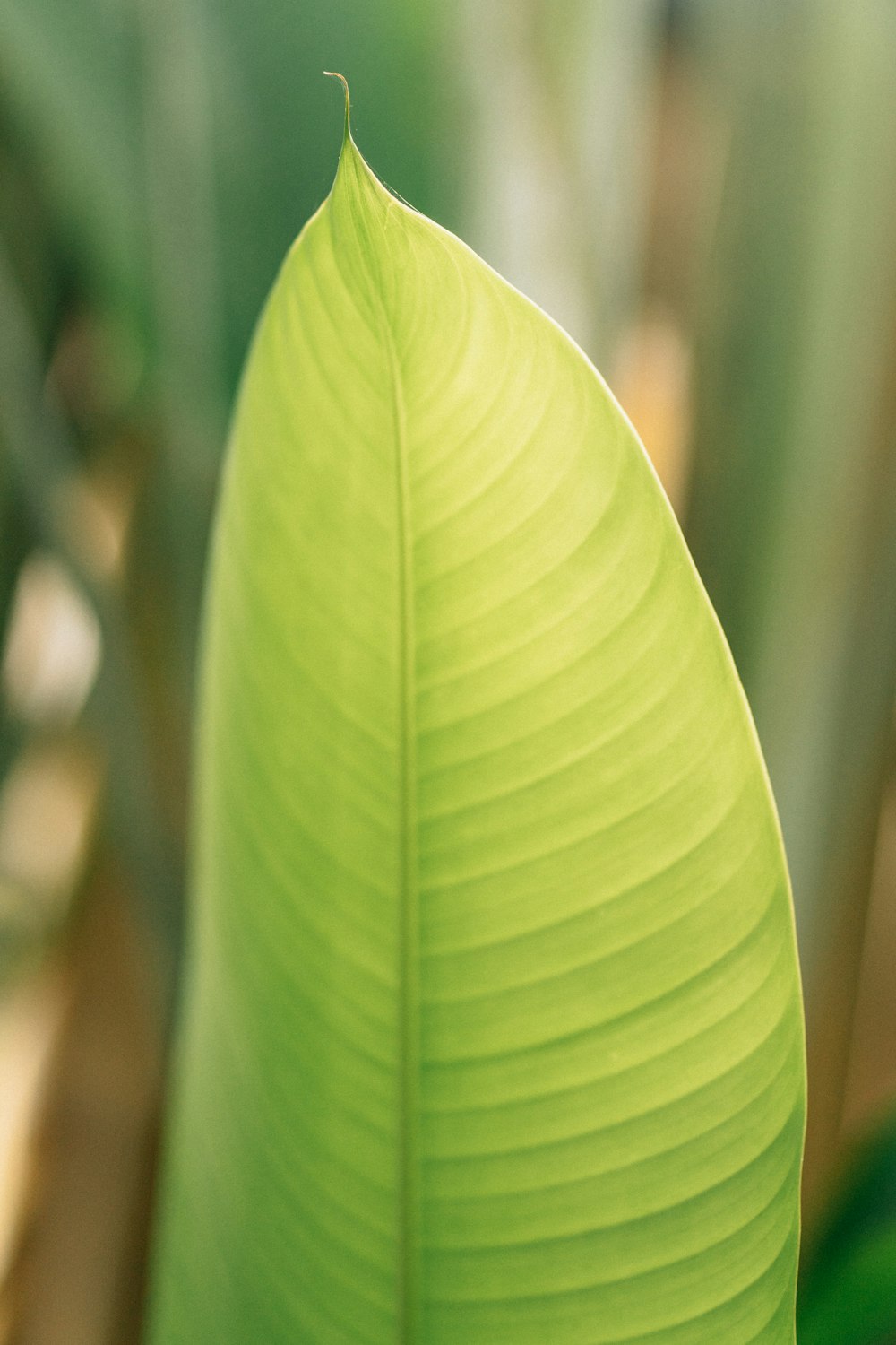 focus photography of green leaf