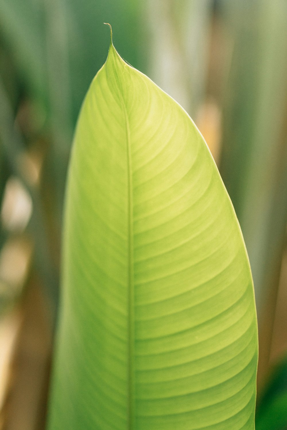 fotografia de foco de folha verde