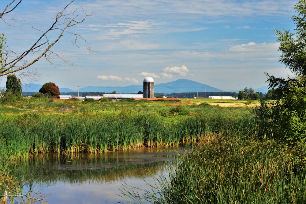 grasses across gray tower