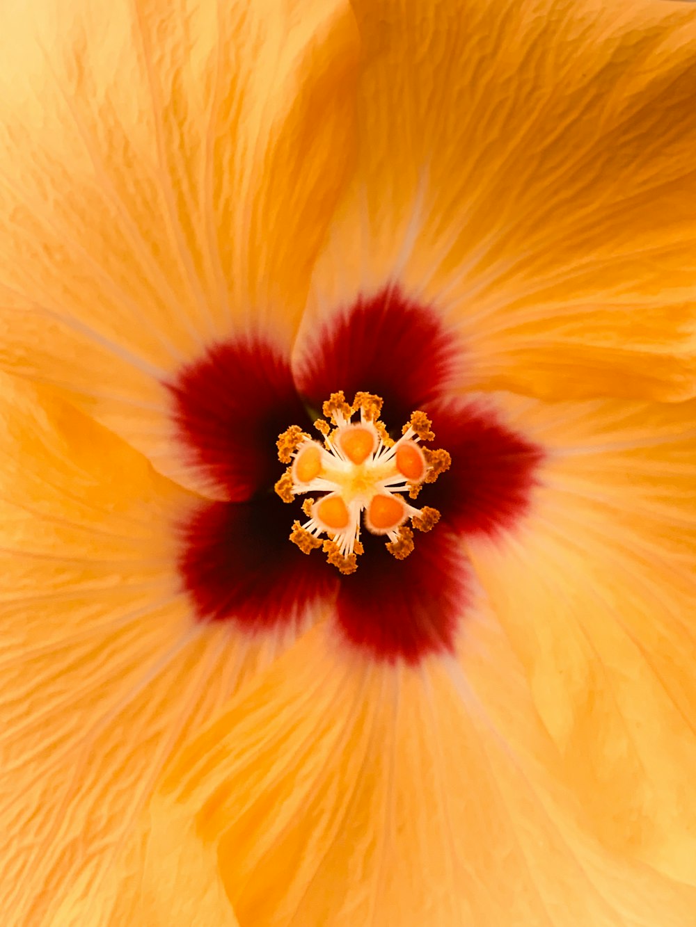 selective focus photo of yellow Hibiscus flower