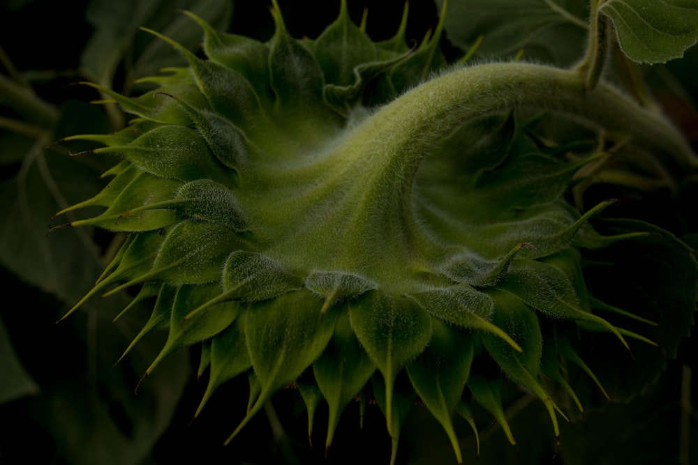 a close up of a green plant with leaves