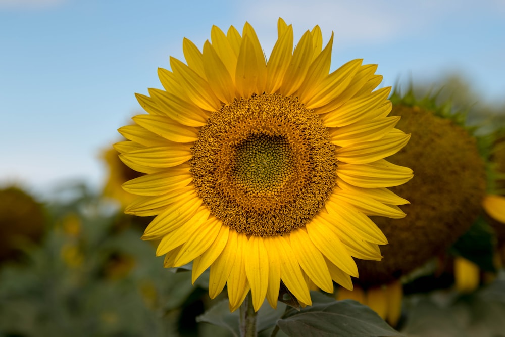 Fotografía de enfoque selectivo de girasol amarillo en flor durante el día