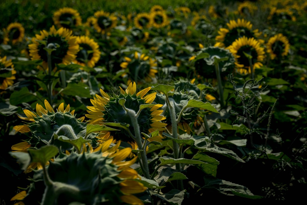 sunflower field photography