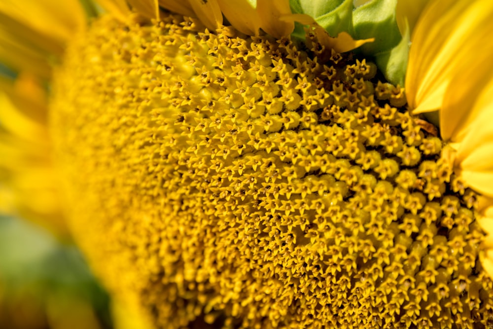 a close up of a large yellow sunflower