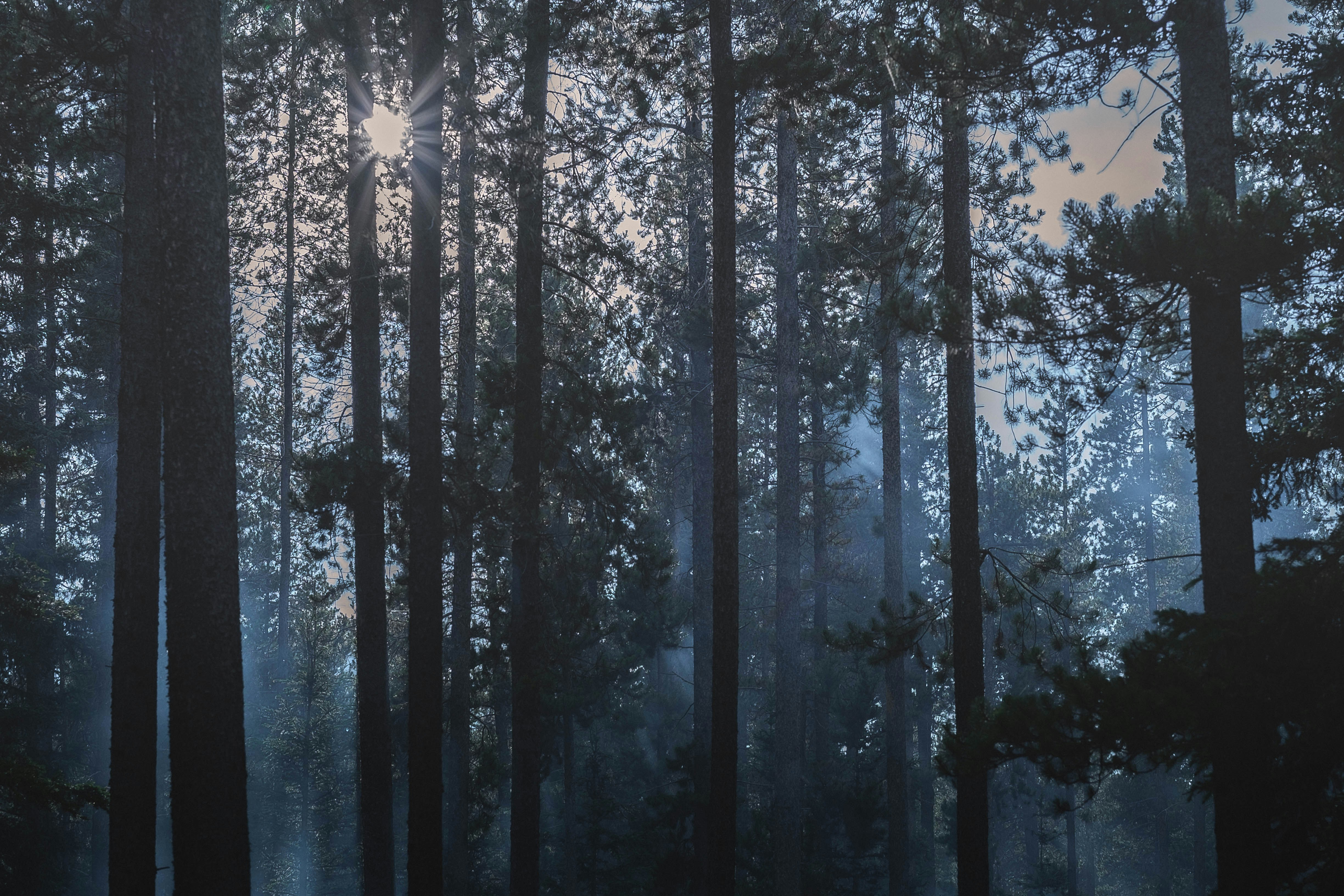 a forest filled with lots of tall trees
