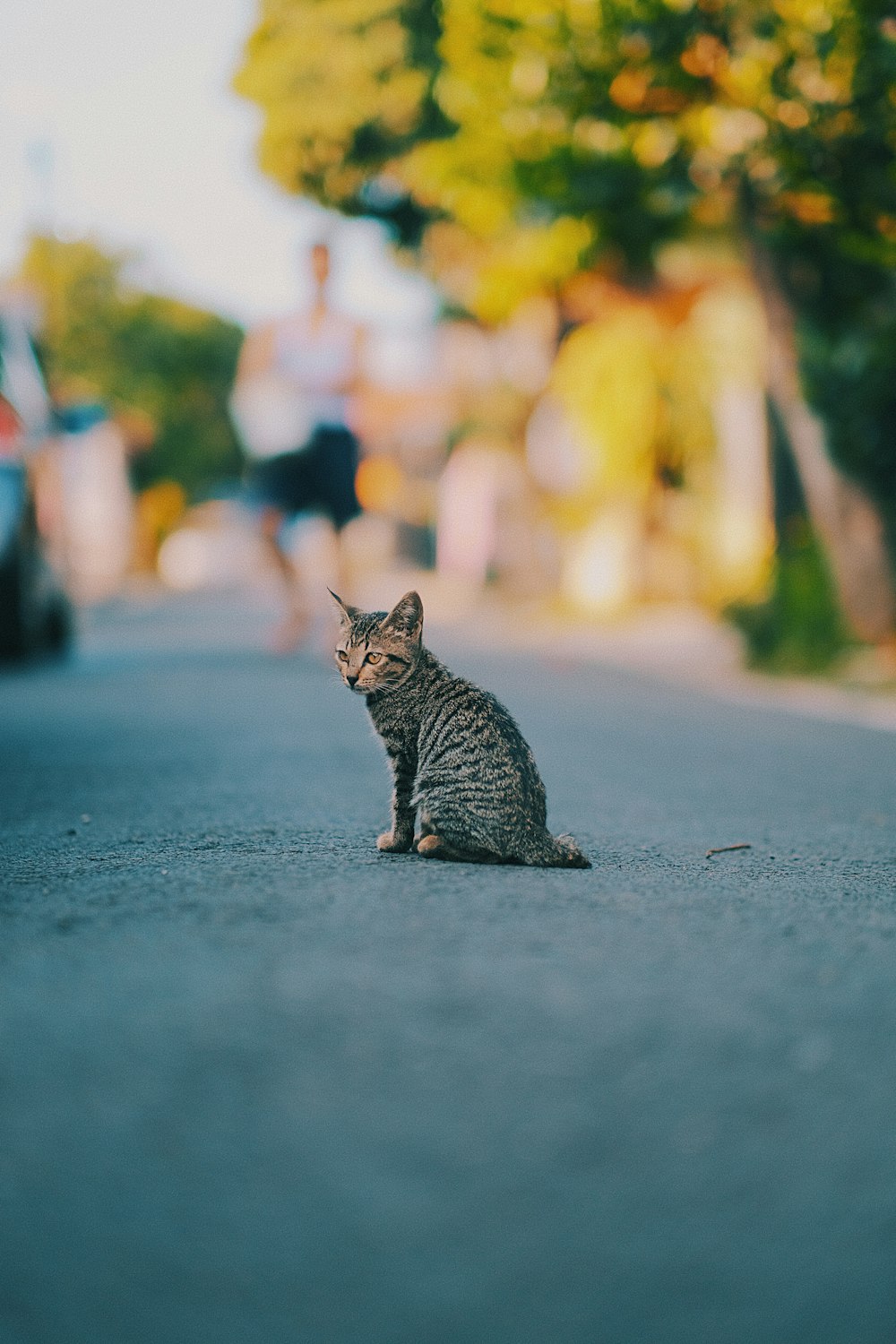 brown tabby kitten