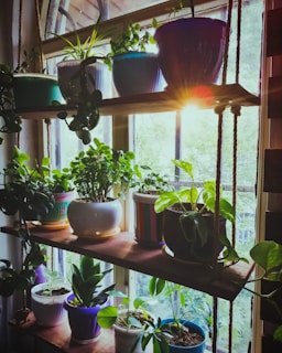 assorted leafed plants in rack