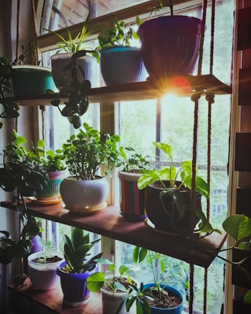 assorted leafed plants in rack