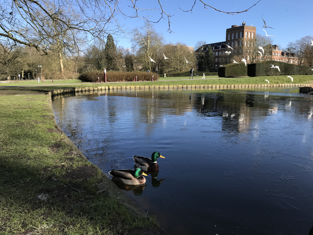 two ducks in body of water