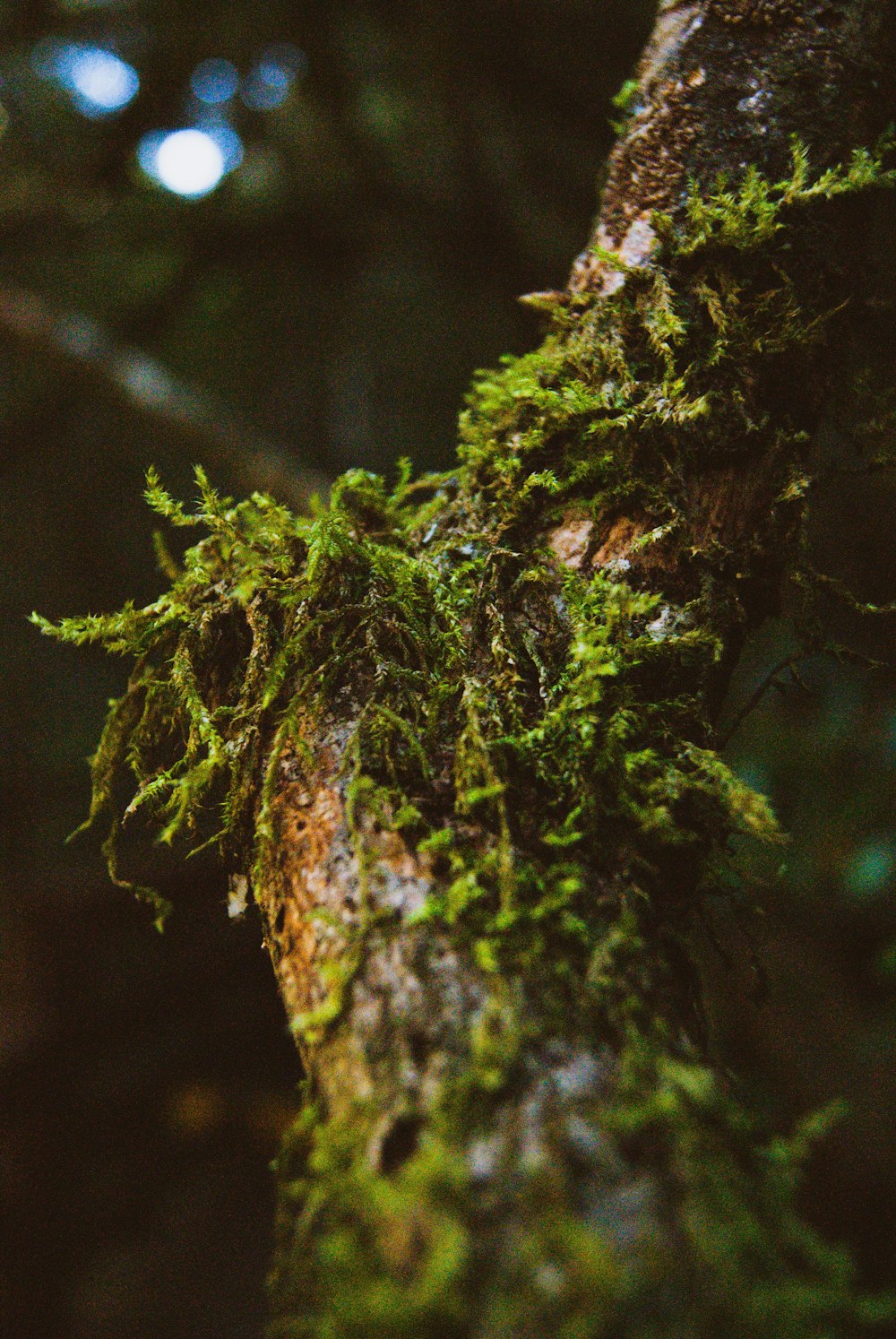 moss on tree branch