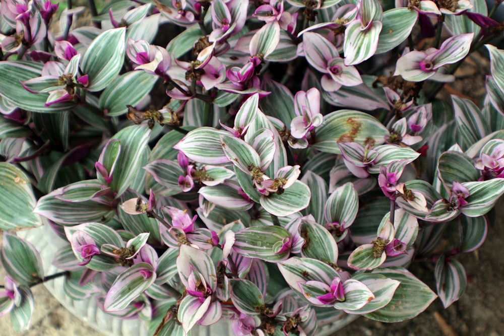 Plante à feuilles violettes et vertes