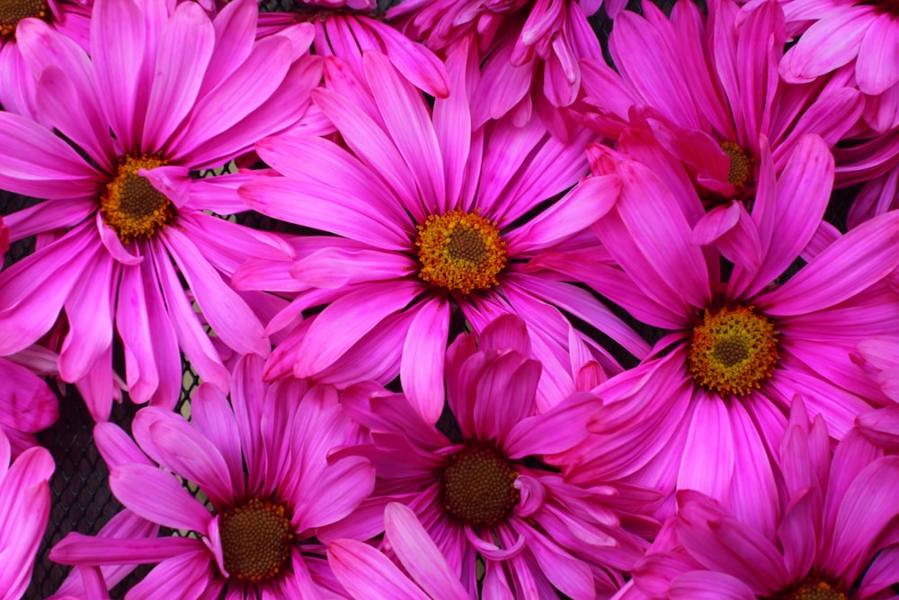 blooming pink gerbera daisy flowers