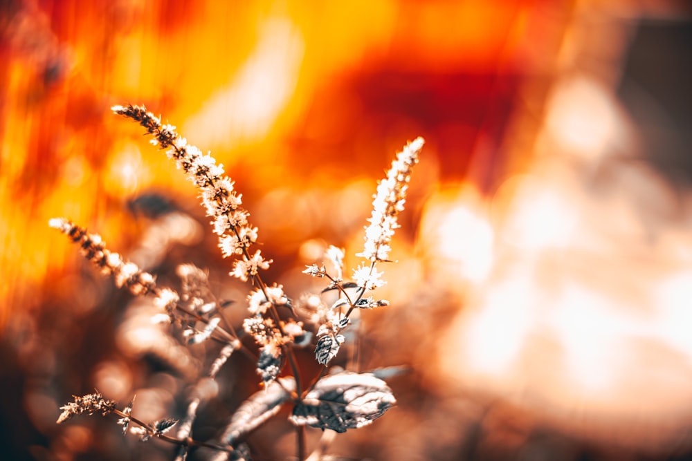 selective focus photo of brown and white fern