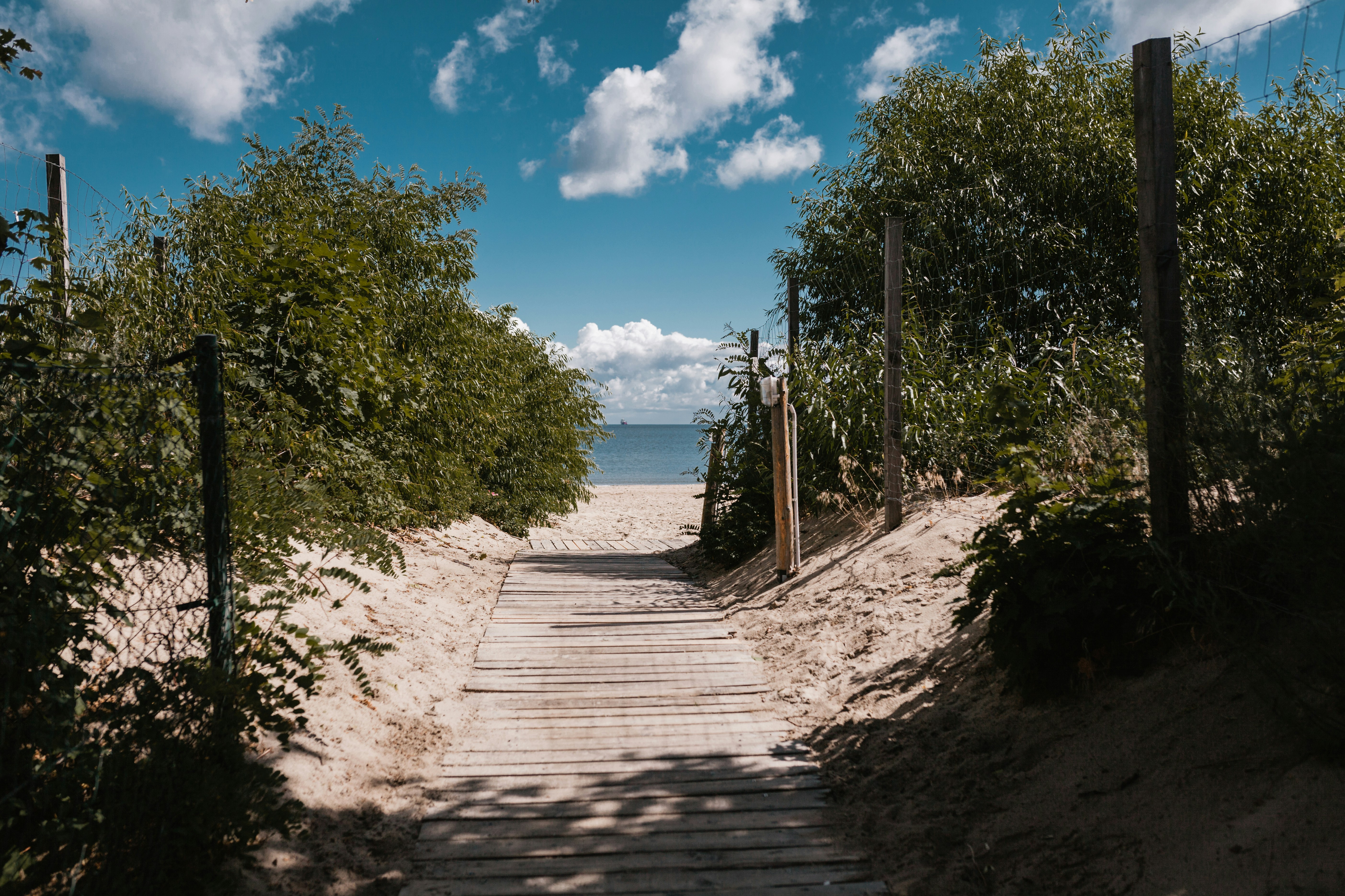 Peaceful path lined with green trees in Gdańsk on a beautiful day