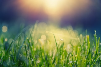 green grass with dew