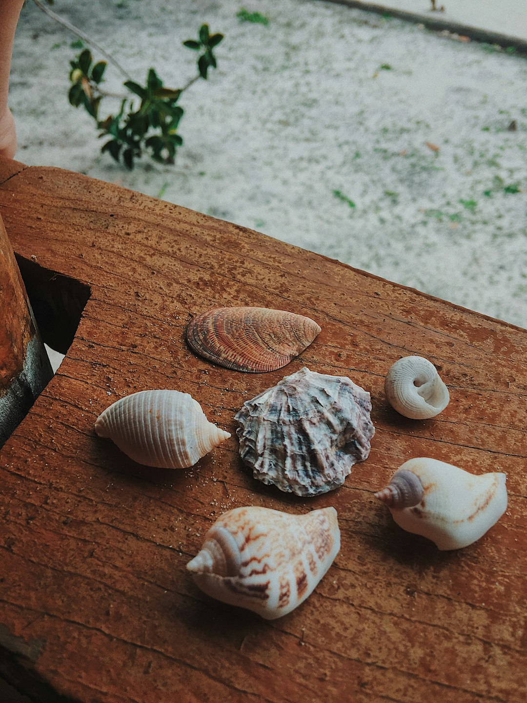 brown and gray shells photo – Free Animal Image on Unsplash