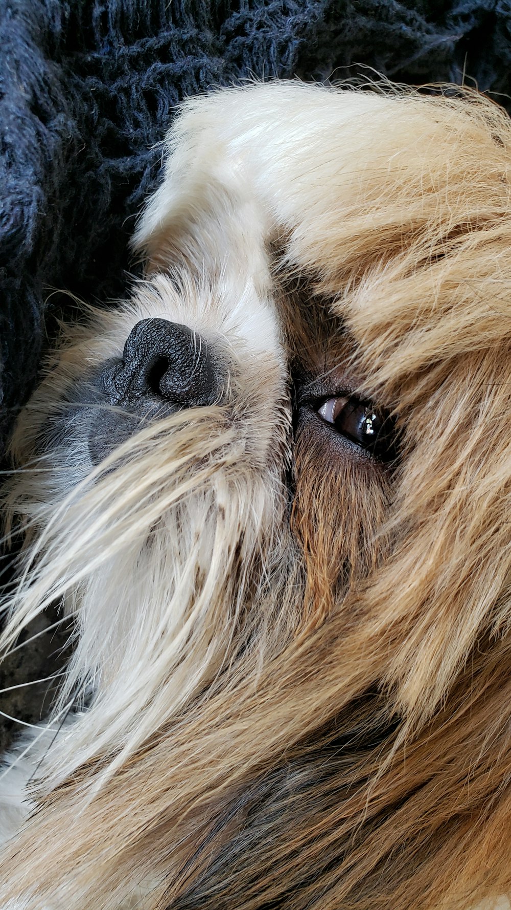 perro marrón de pelo largo