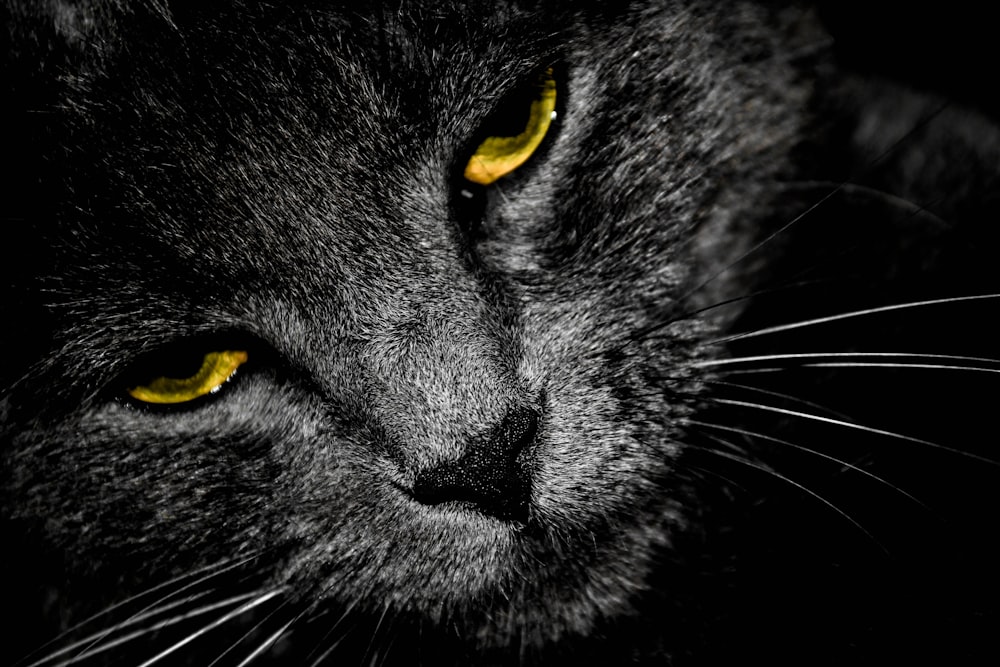 gray cat with yellow eyes