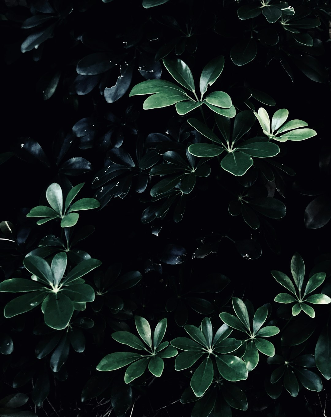 closeup photo of green plants