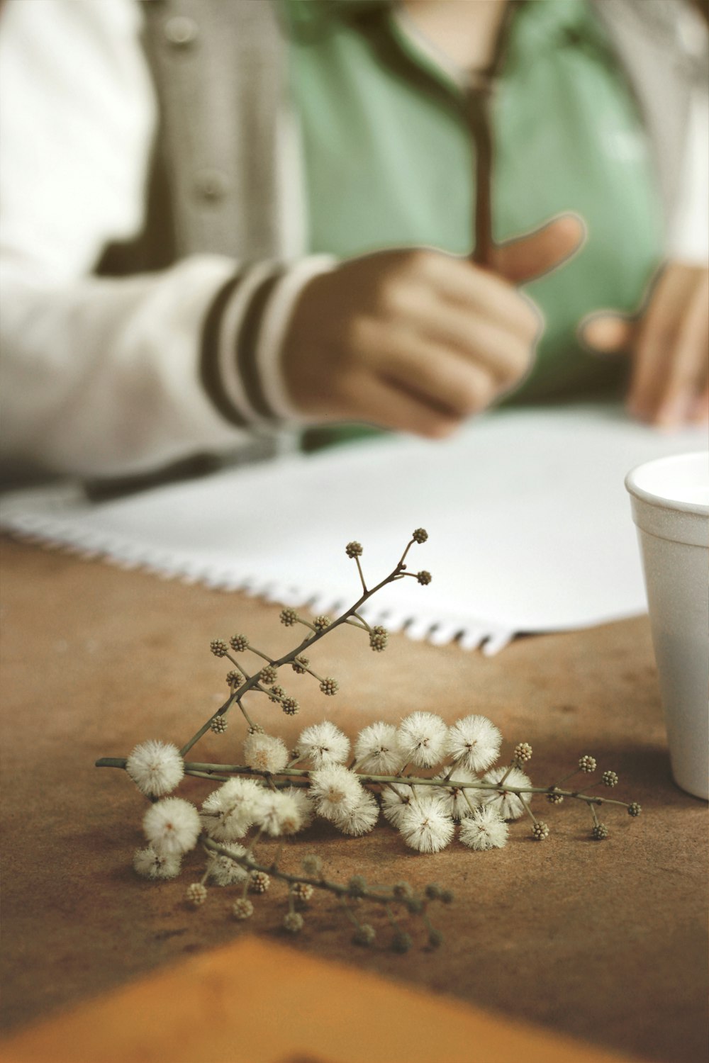 white-petaled flowers