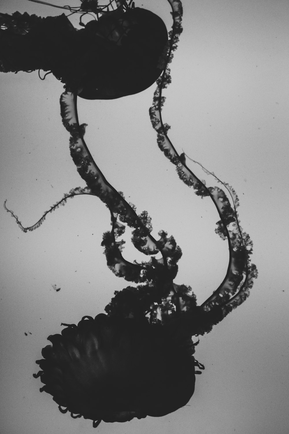 a black and white photo of a tree branch