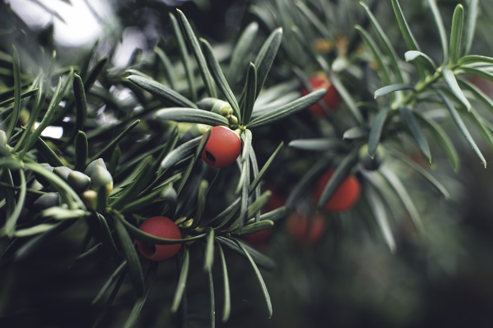 Foto de enfoque superficial de frutos rojos