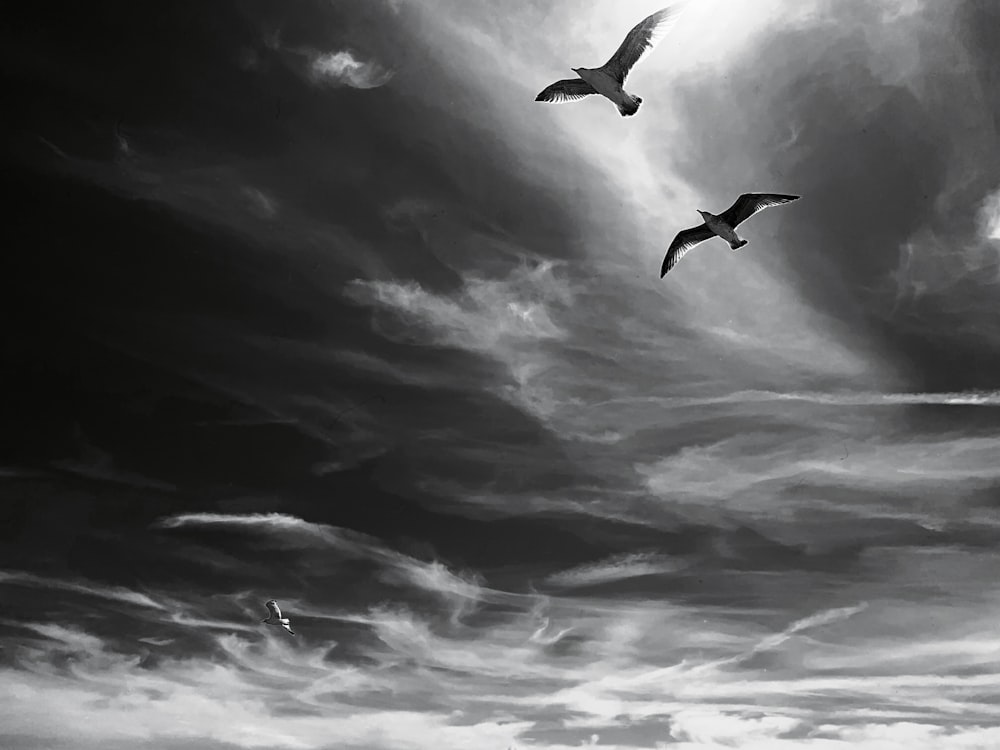 grayscale photo of birds flying under cloudy sky