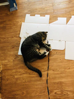 A playful tabby cat happily scratching a colorful cardboard board in a sunlit room.