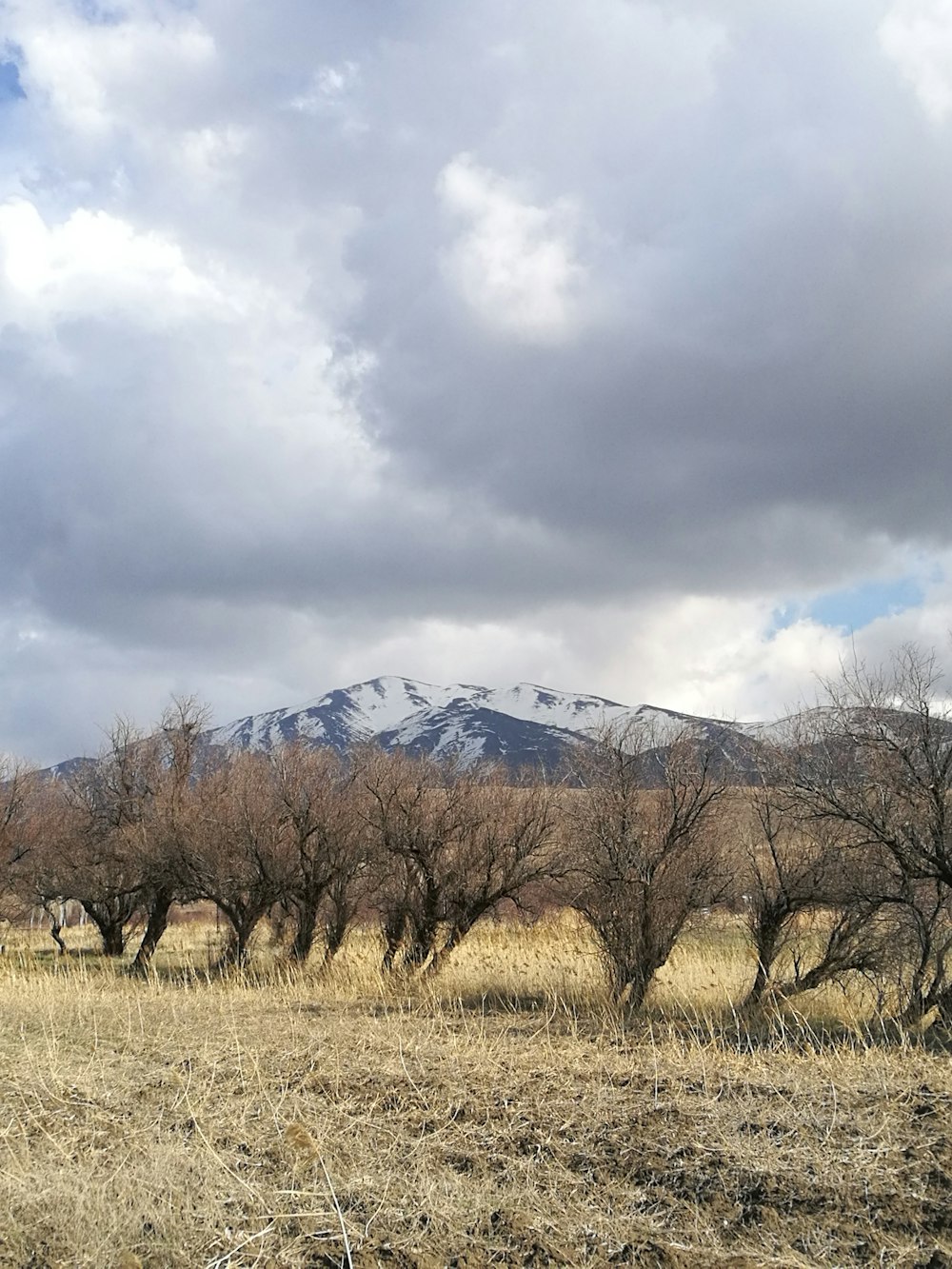 bare trees