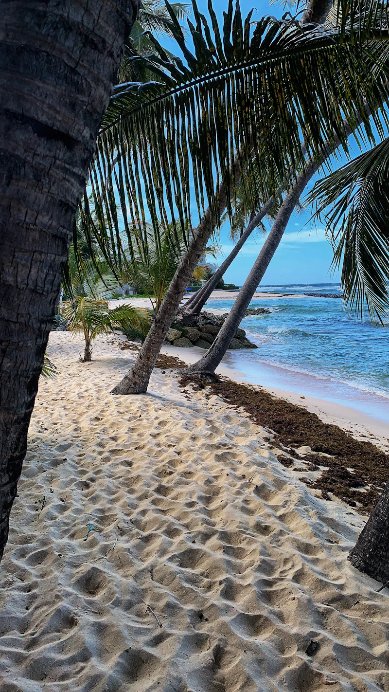 Plage de palmiers et eau turquoise