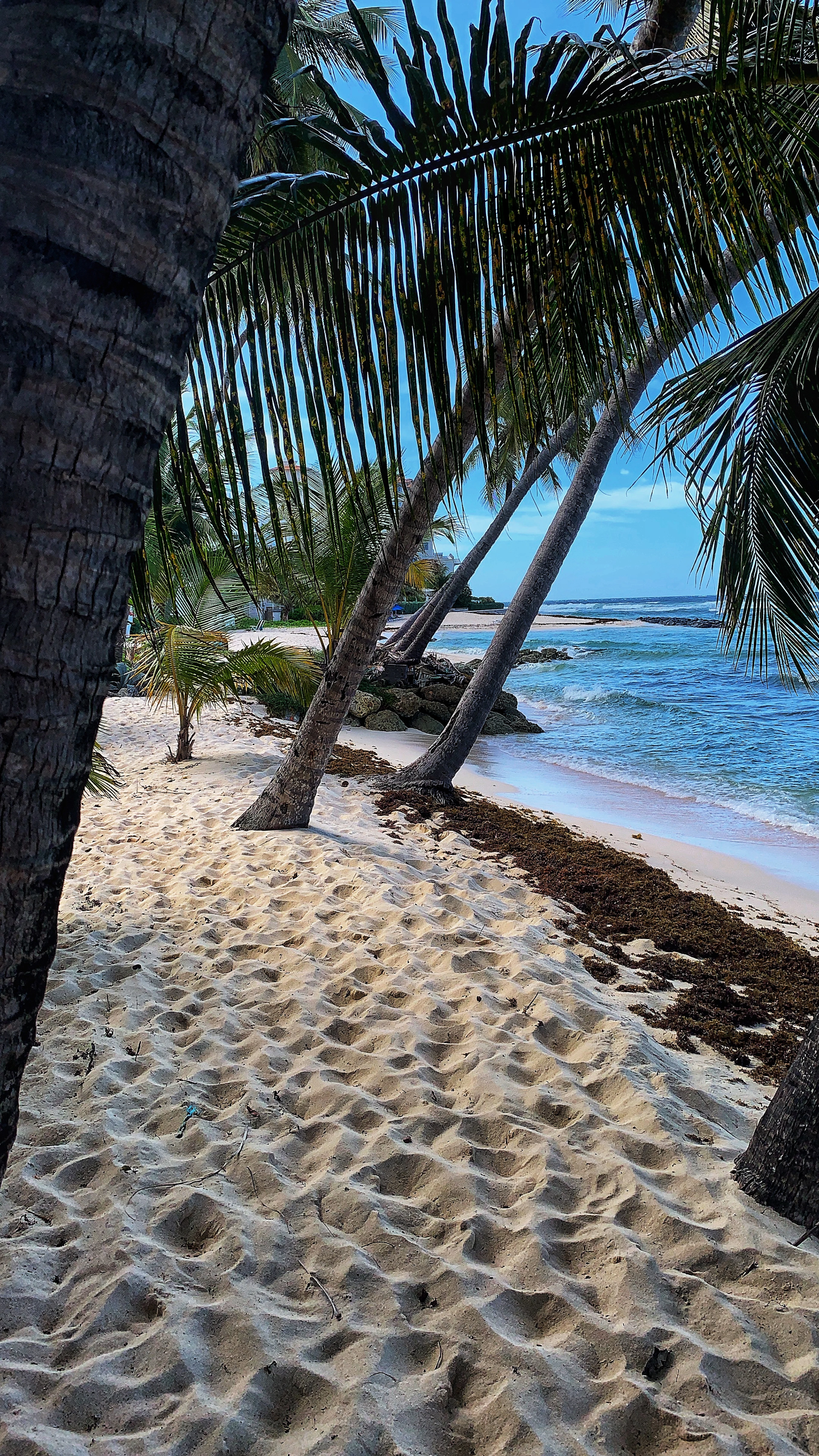 Barbados landscape